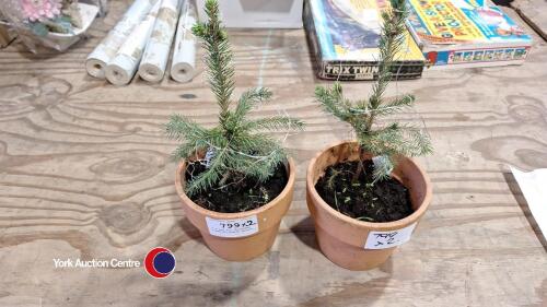 2 x pre lit Christmas trees Norwegian spruce