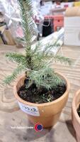 2 x pre lit Christmas trees Norwegian spruce - 2