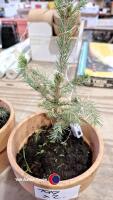 2 x pre lit Christmas trees Norwegian spruce - 3