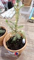 2 x pre lit Christmas trees Norwegian spruce - 4