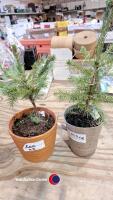 2 x pre lit Christmas trees Norwegian spruce