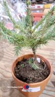 2 x pre lit Christmas trees Norwegian spruce - 2