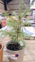 2 x pre lit Christmas trees Norwegian spruce - 3