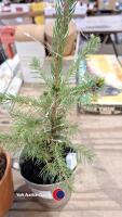 2 x pre lit Christmas trees Norwegian spruce - 4