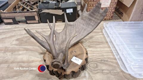 Mounted Moose antler