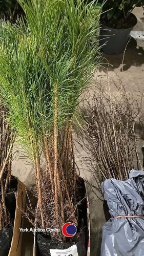 20 x 30/50cm Scots Pine cell grown
