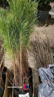 20 x 30/50cm Scots Pine cell grown