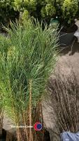 20 x 30/50cm Scots Pine cell grown - 2