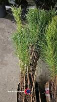 20 x 30/50cm Scots Pine cell grown - 2