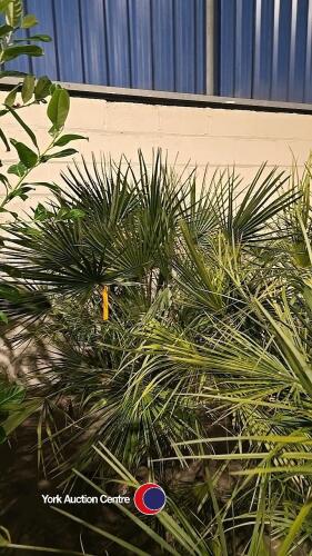 Chamaerops, 20 litre pot