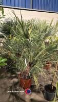 Chamaerops, 20 litre pot - 2