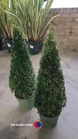 2 x Buxus Pyramids, 7 litre pot, 60cm above pot
