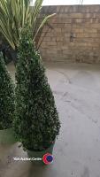 2 x Buxus Pyramids, 7 litre pot, 60cm above pot - 2