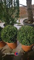 2 x Buxus ball, 40cm, 10 litre pot