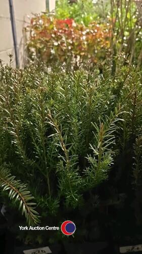 6 x Taxus Baccata, 2 litre pot, 40cm above pot