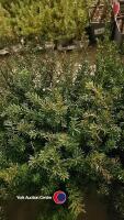 6 x Taxus Baccata, 2 litre pot, 40cm above pot - 2