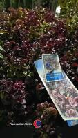 2 x Leucothe (Curley red), 5 litre pot, 30cm height