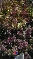2 x Leucothe (Curley red), 5 litre pot, 30cm height - 2