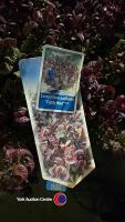 2 x Leucothe (Curley red), 5 litre pot, 30cm height - 3