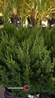 10 x Juniperus, 1 litre pot, 25cm above pot
