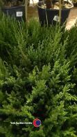10 x Juniperus, 1 litre pot, 25cm above pot - 2