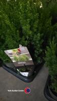 10 x Juniperus, 1 litre pot, 25cm above pot - 3