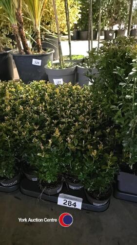 24 x Buxus hedging, 9cm pot, 15cm plant