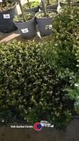 24 x Buxus hedging, 9cm pot, 15cm plant - 2