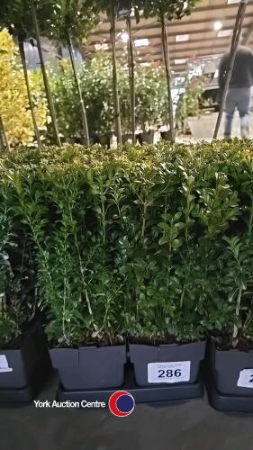 6 x Buxus hedging, 17cm pot, 30cm above pot