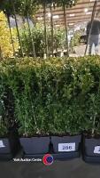 6 x Buxus hedging, 17cm pot, 30cm above pot