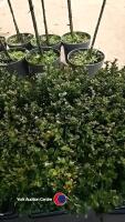 6 x Buxus hedging, 17cm pot, 30cm above pot - 2