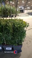 6 x Buxus hedging, 17cm pot, 30cm above pot