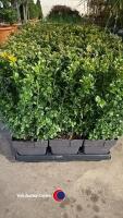 6 x Buxus hedging, 17cm pot, 30cm above pot - 2