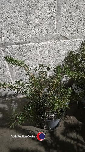 6 x Creeping Rosemary, 1 litre pot, 10cm above pot
