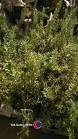 6 x Creeping Rosemary, 1 litre pot, 10cm above pot - 2
