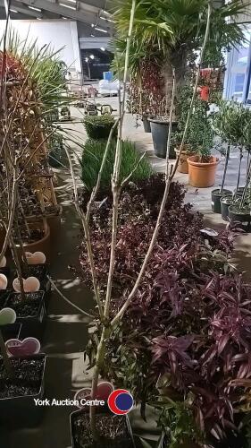Cherry, Regina mini stem, 5 litre pot, 90cm above pot
