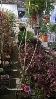 Cherry, Regina mini stem, 5 litre pot, 90cm above pot