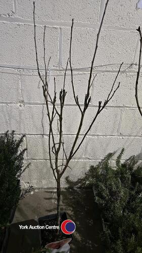 Apple, Bramley mini stem, 5 litre pot, 90cm above pot