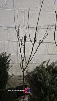 Apple, Bramley mini stem, 5 litre pot, 90cm above pot