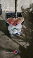 Apple, Bramley mini stem, 5 litre pot, 90cm above pot - 2