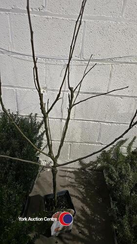 Apple, Golden Pear main mini stem, 5 litre pot, 90cm above pot