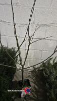Apple, Golden Pear main mini stem, 5 litre pot, 90cm above pot
