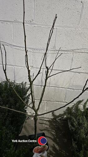 Apple, Golden Delicious mini stem, 5 litre pot, 90cm above pot