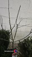 Apple, Golden Delicious mini stem, 5 litre pot, 90cm above pot