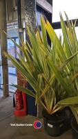 Phormium Tanax, 30 litre pot , 120cm above pot
