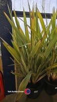 Phormium Tanax, 30 litre pot , 120cm above pot - 2
