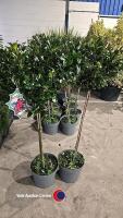 2 x Ilex standard, 10 litre pot, 100cm above pot
