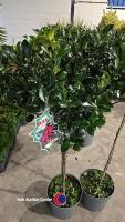 2 x Ilex standard, 10 litre pot, 100cm above pot - 2
