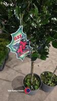 2 x Ilex standard, 10 litre pot, 100cm above pot - 3