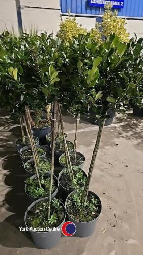 2 x Ilex standard, 10 litre pot, 100cm above pot